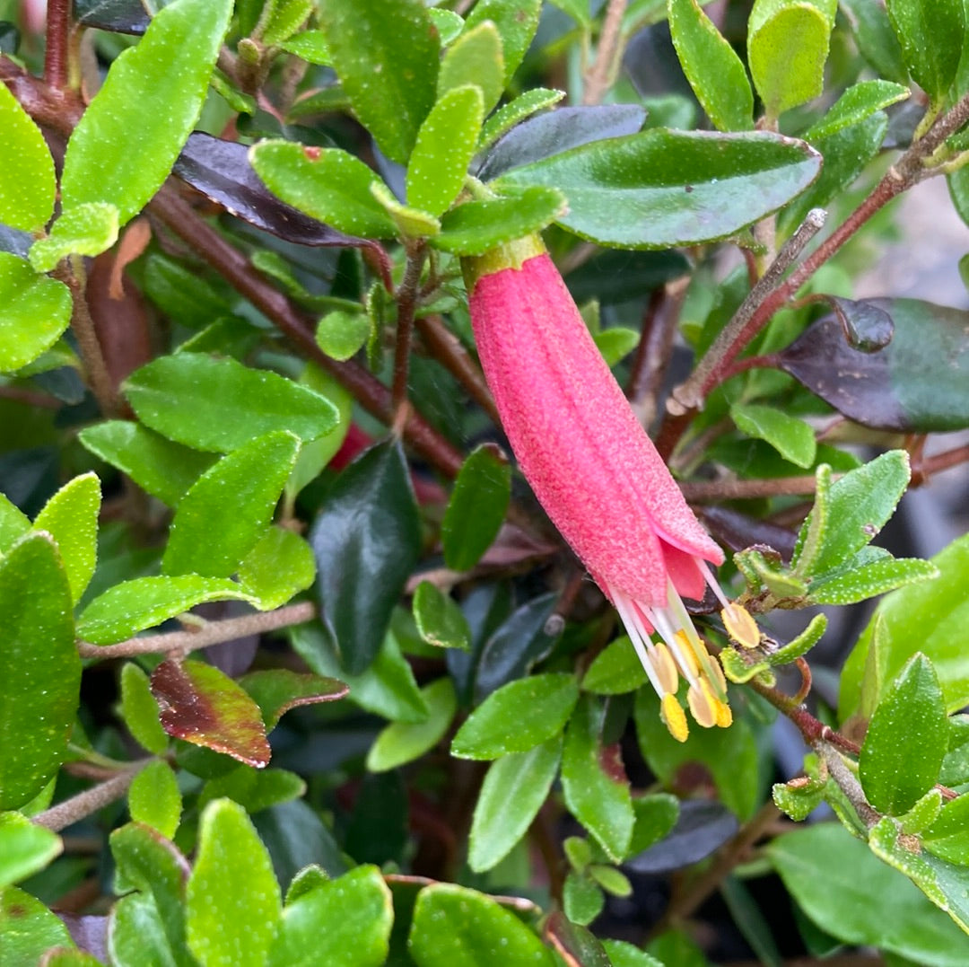 Correa 'Rose Lantern' 14cm