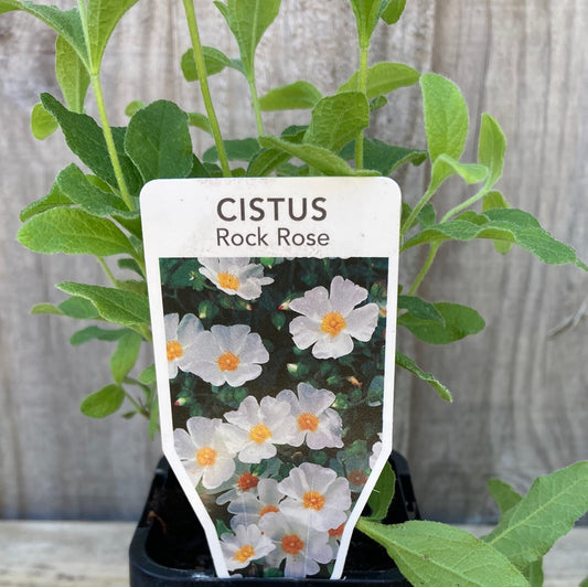 Cistus salvifolius ‘Rock Rose’ 7cm