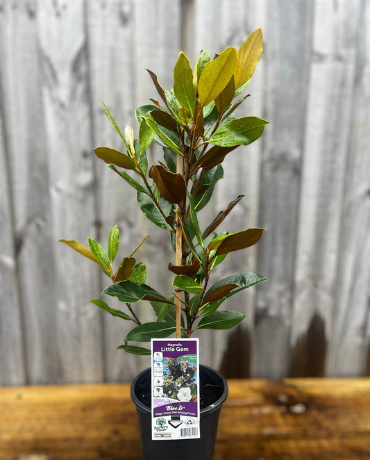 Magnolia grandiflora 'Little Gem' 18cm
