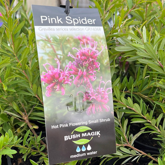 Grevillea ‘Pink Spider’ 14cm