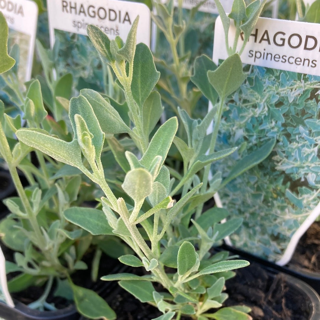 Rhagodia spinescens 7cm