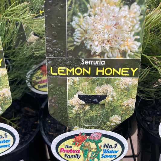 Serruria glomerata 'Lemon Honey' 20cm