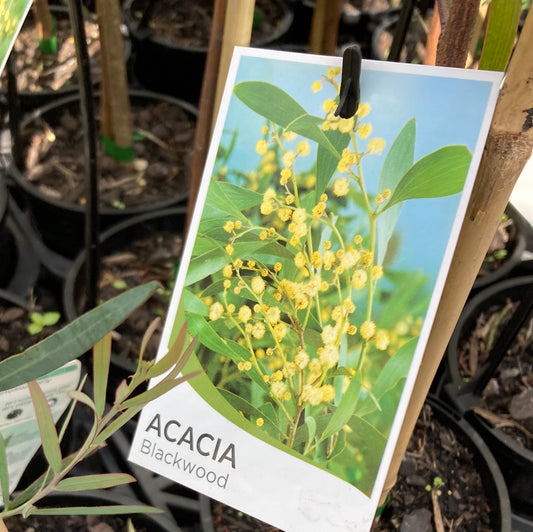 Acacia melanoxylon 'Blackwood' 14cm