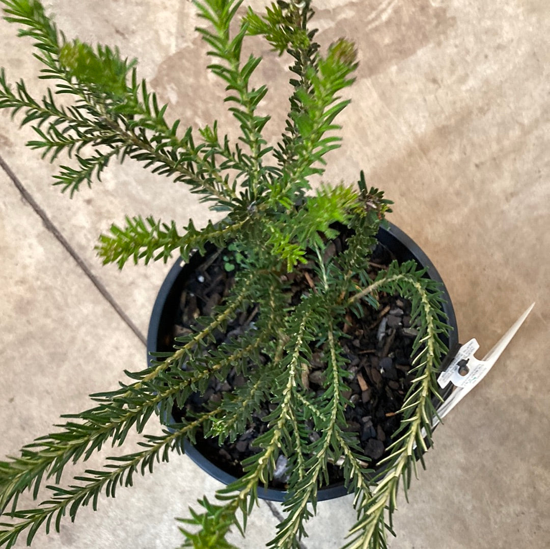 Banksia ericifolia 'Golden Girl' 20cm