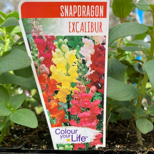 Snapdragon Excalibur PT