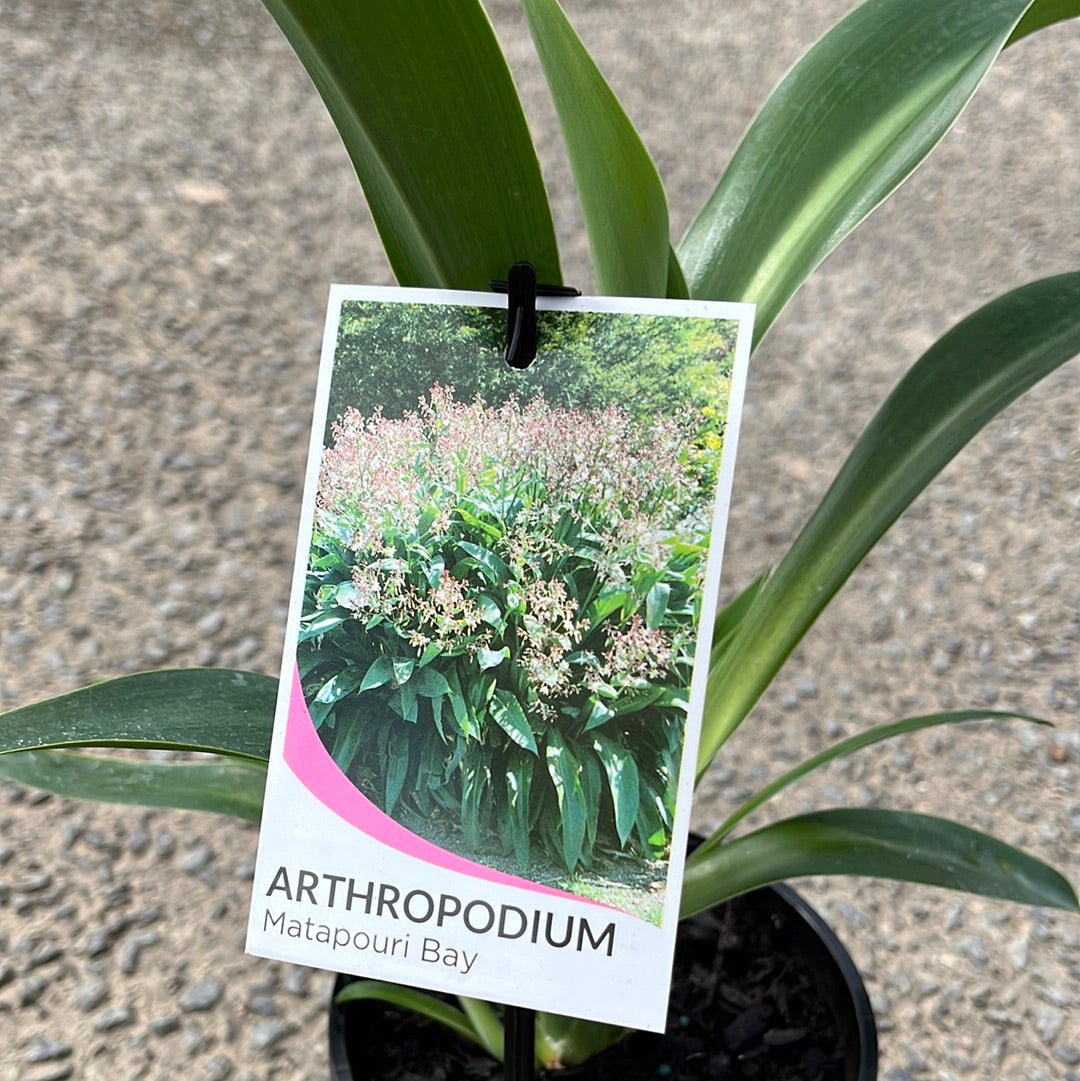 Arthropodium cirratum 'Matapouri Bay' 14cm