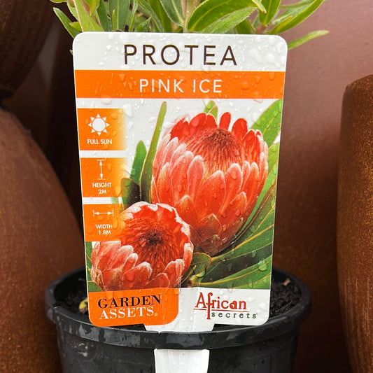 Protea 'Pink Ice' 20cm