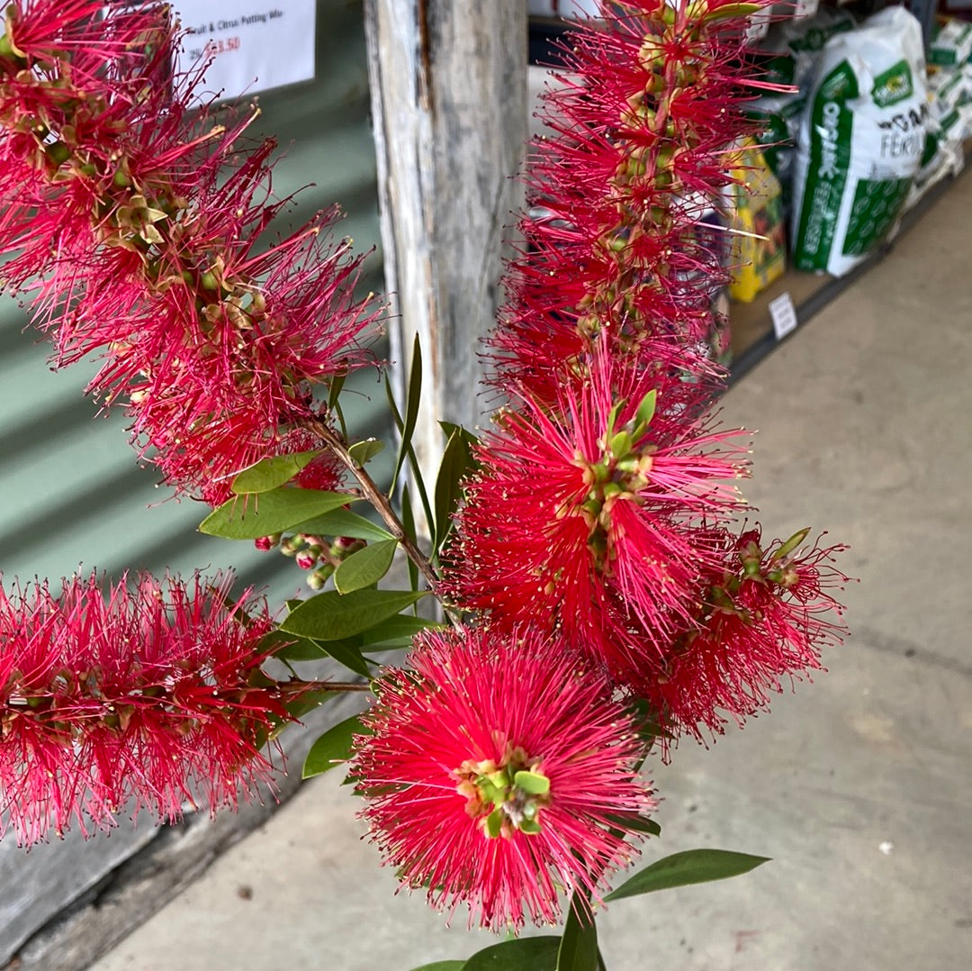 Callistemon ‘Endeavour’ 20cm