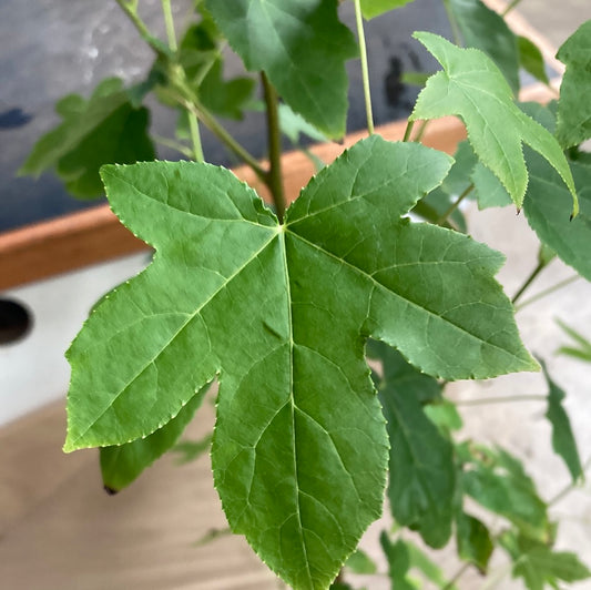 Liquidambar styracifiua 18cm Clearance
