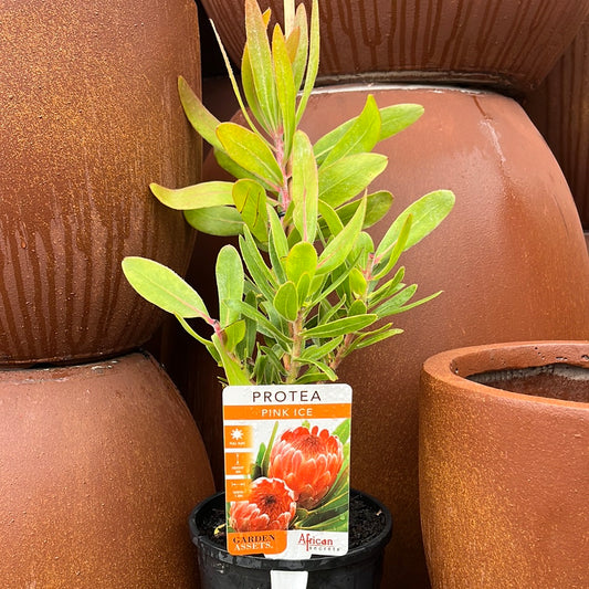 Protea 'Pink Ice' 14cm