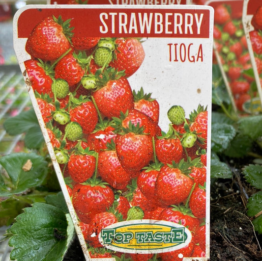 Strawberry Tioga 100mm