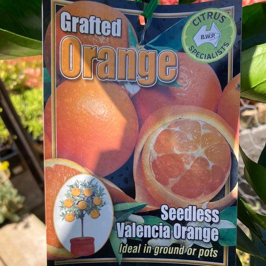 Orange 'Valencia Seedless' Grafted 5L