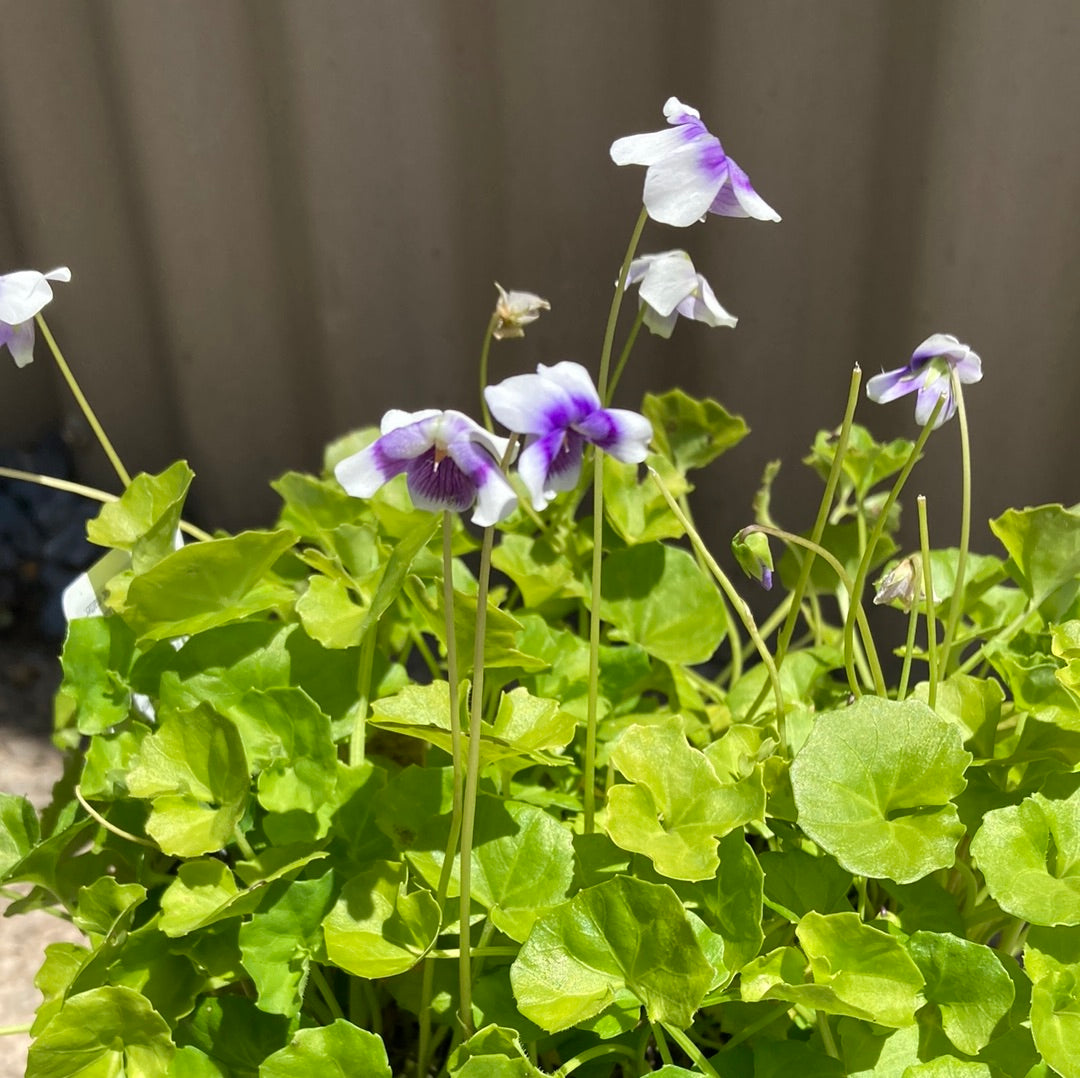 Viola hederacea 14cm Clearance