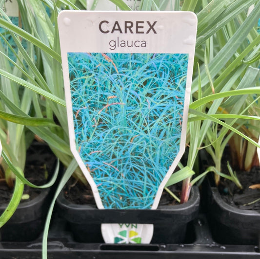 Carex glauca 7cm