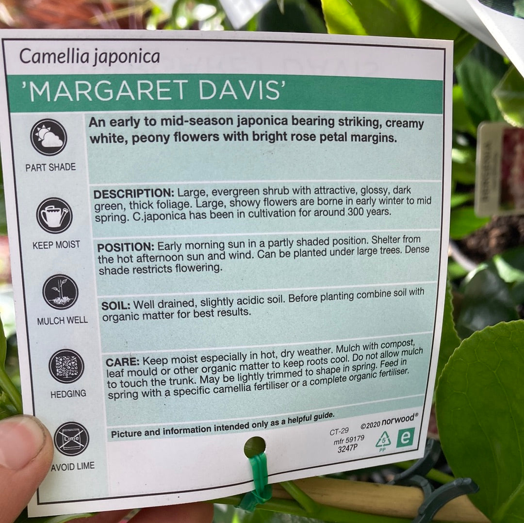 Camellia ‘Margaret Davis’ 14cm