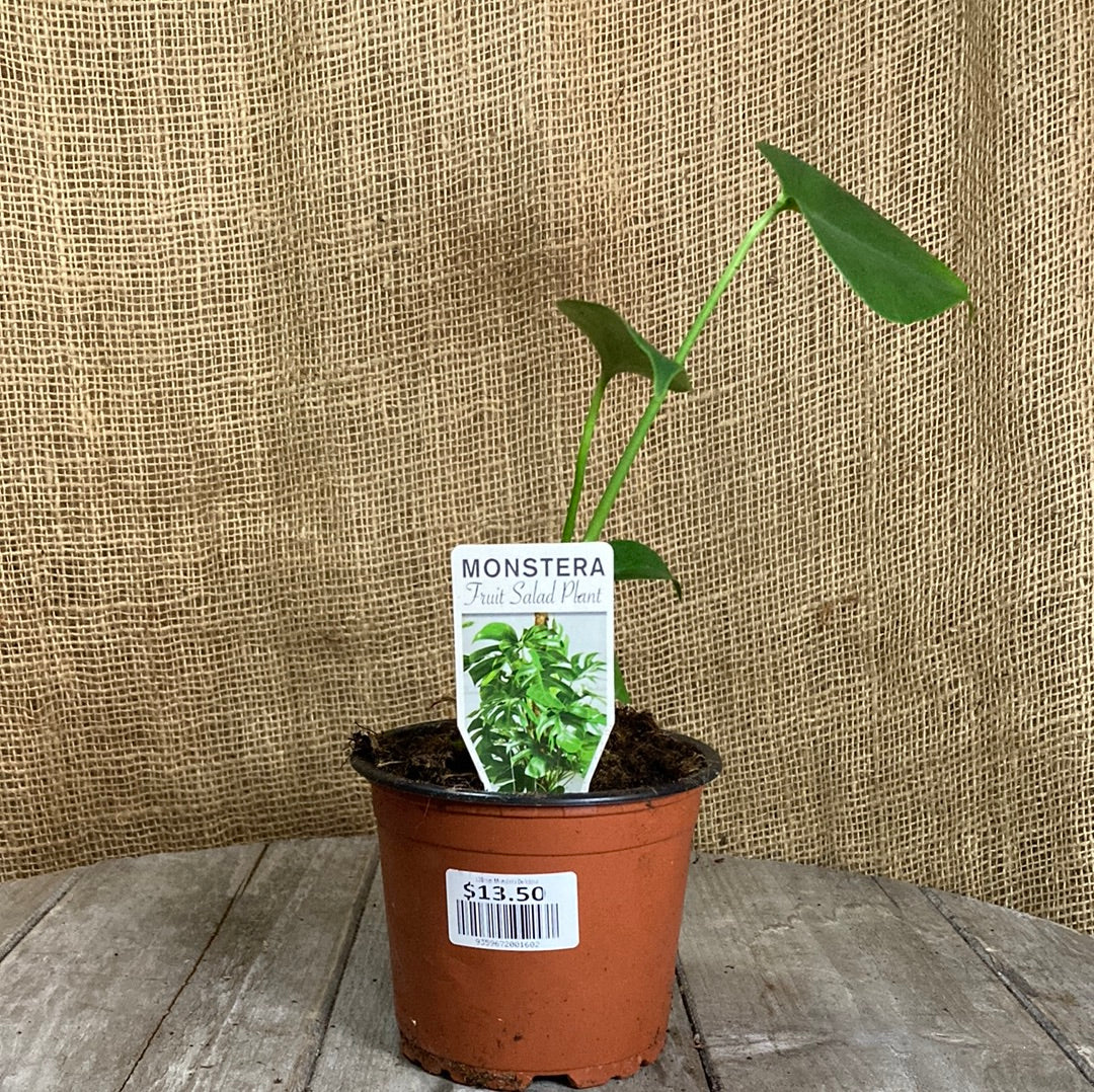 Monstera deliciosa Yarra View Garden Centre Mount Evelyn