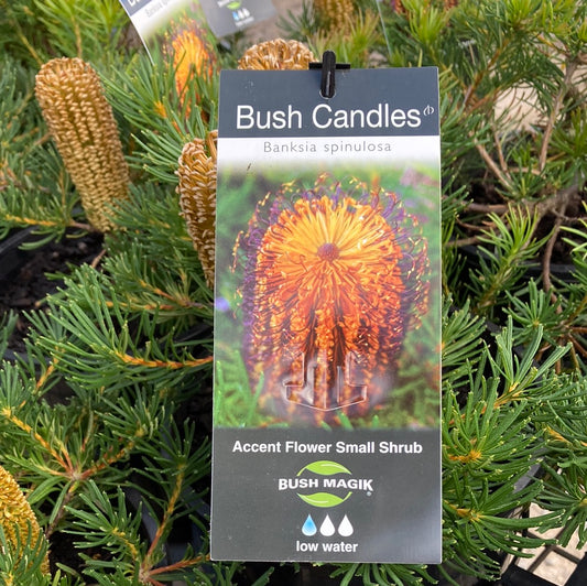 Banksia spinulosa 'Bush Candles' PBR 20cm