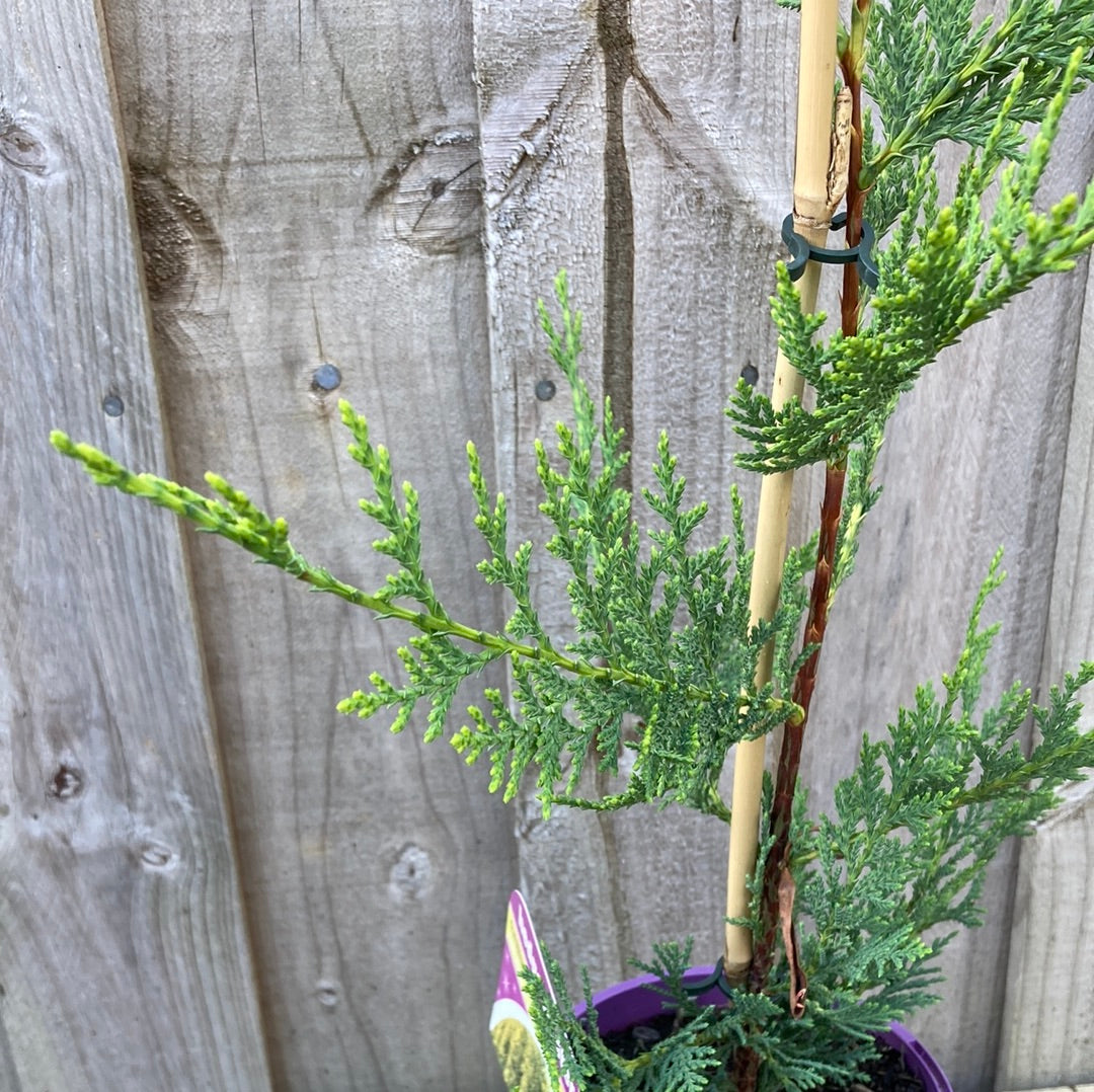 Yarra Valley Nursery