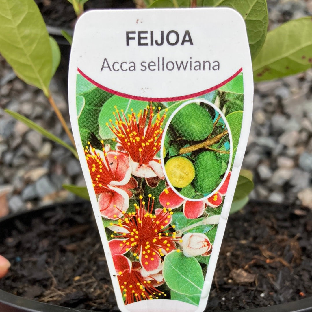 Guava Feijoa sellowiana 20cm