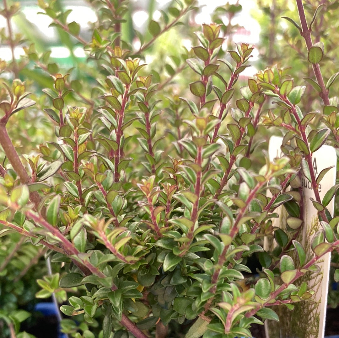 Lonicera nitida ‘Box Honeysuckle’ 7cm