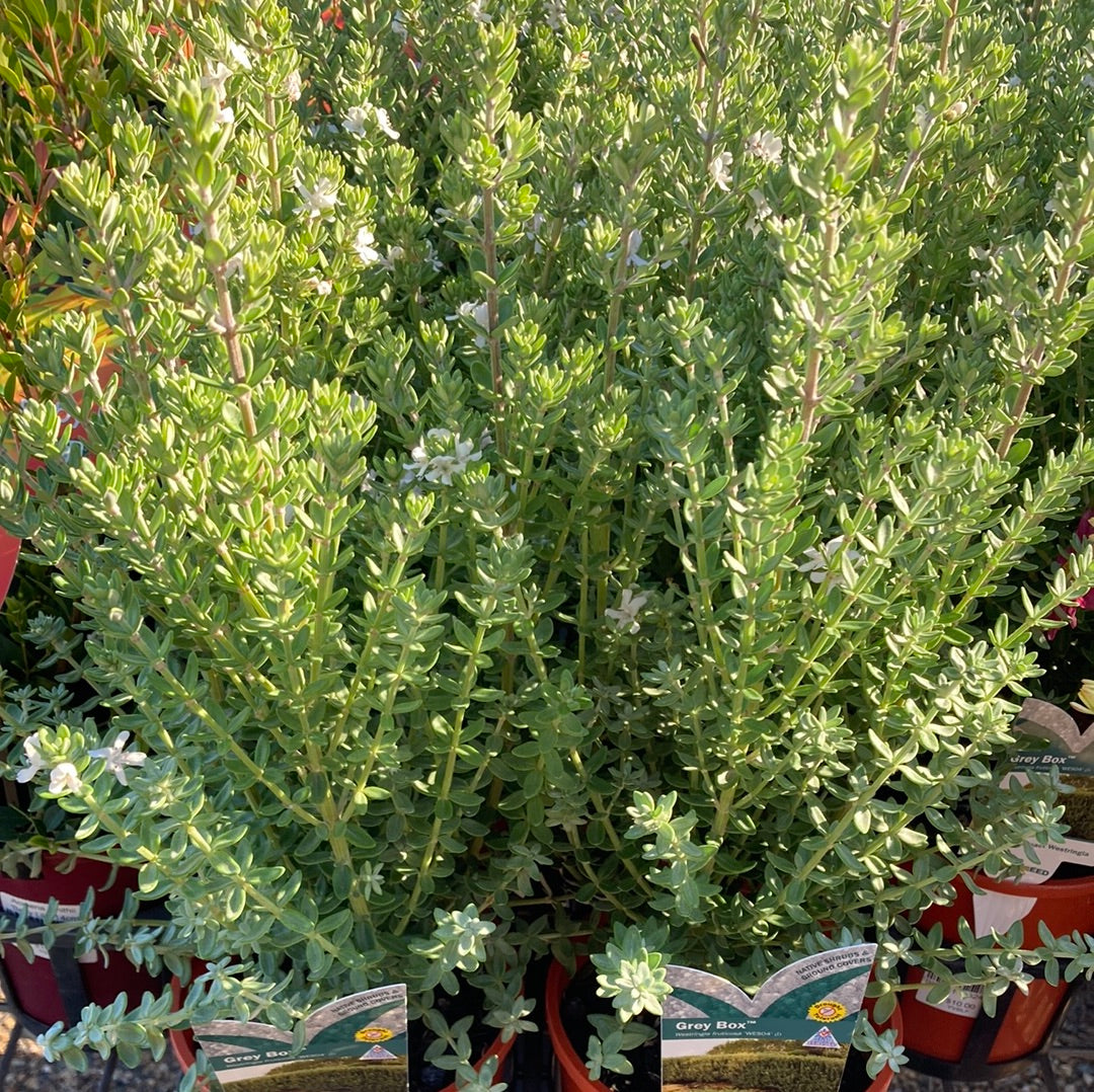 Westringia fruticosa 'Grey Box' 14cm