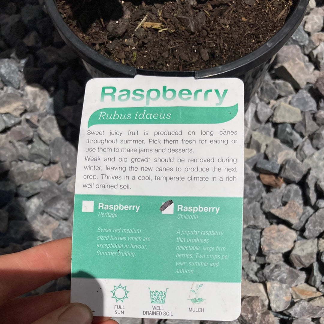 Raspberry Chilcotin' Rubus idaeus 14cm