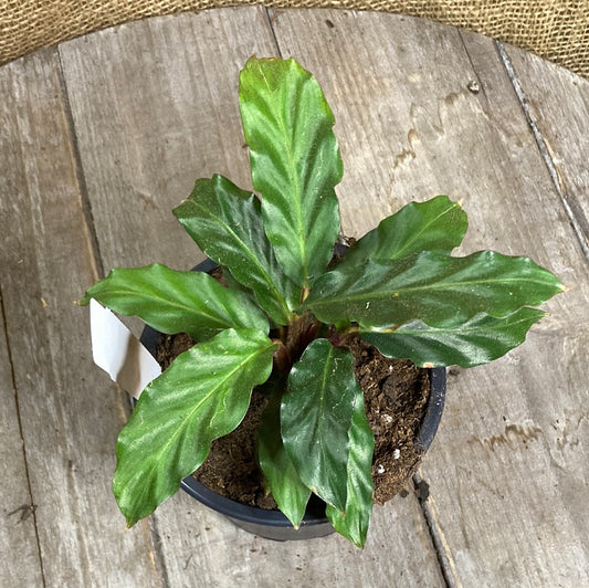 Calathea rufibarba Yarra View Garden Centre Mount Evelyn