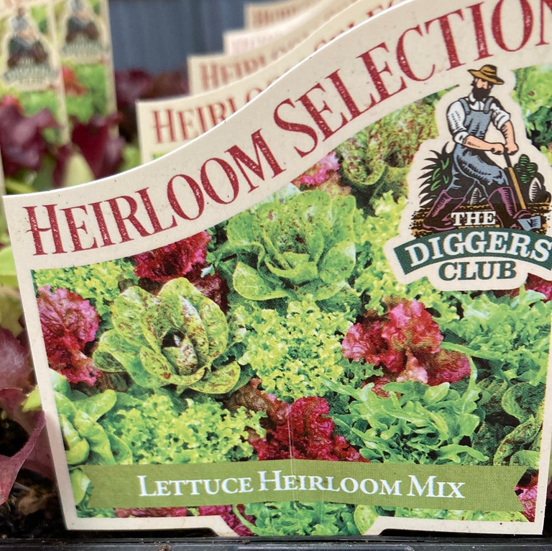 Lettuce ‘Italian Lollo Mix’ MP Yarra View Garden Centre