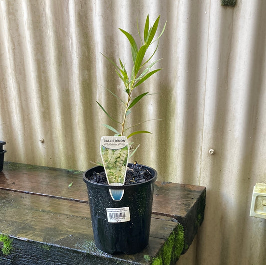 Callistemon viminalis Wilderness White 20cm