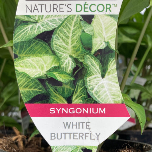 Syngonium 'White Butterfly' 14cm