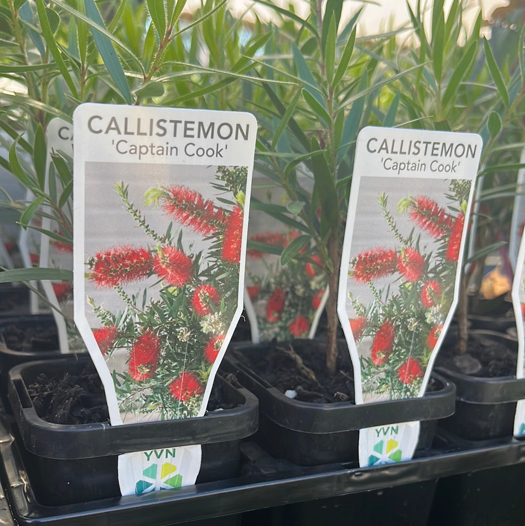 Callistemon 'Captain Cook' 7cm