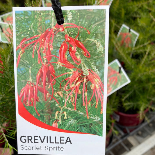 Grevillea ‘Scarlet Sprite’ 14cm