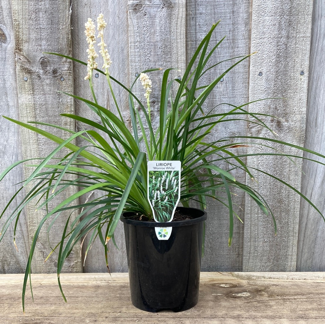 Liriope muscari 'Monroe White' 14cm