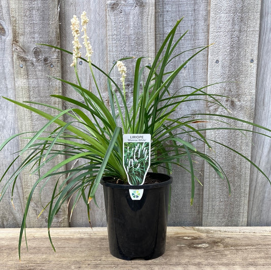 Liriope muscari 'Monroe White' 14cm