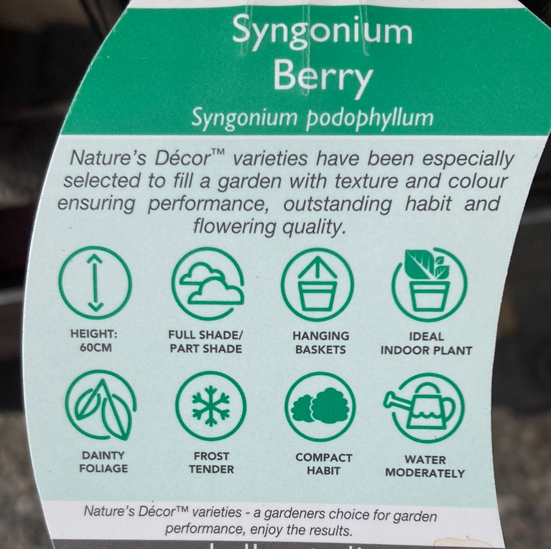 Syngonium 'Berry' 14cm