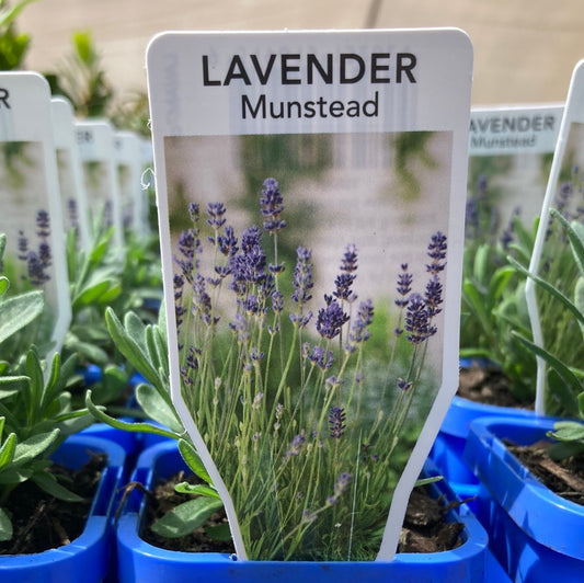 Lavender ‘Munstead’ 7cm
