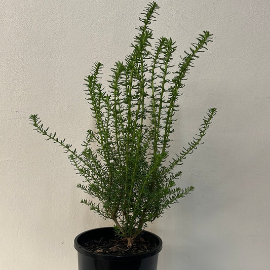 Olearia ramulosa 14cm