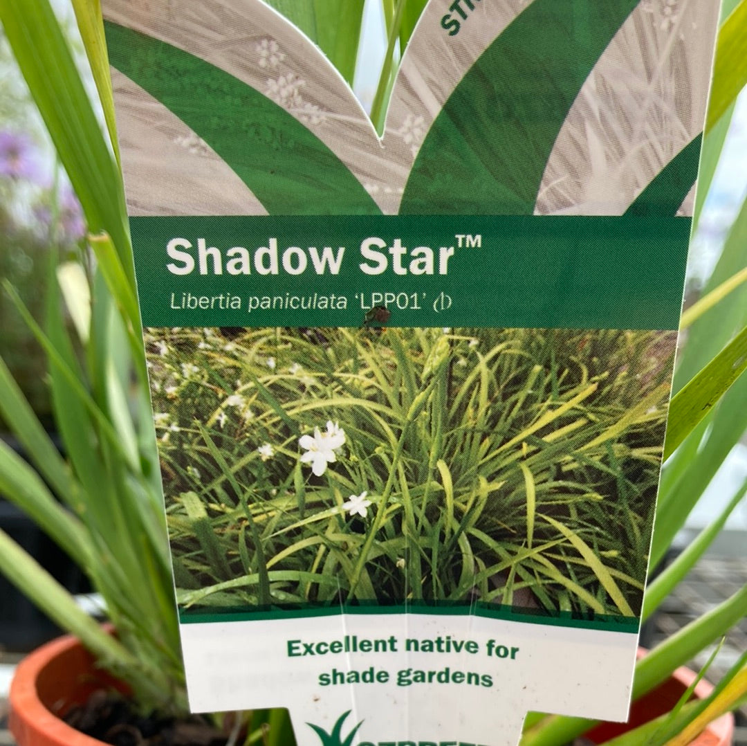 Liberia paniculata Shadow Star 14cm