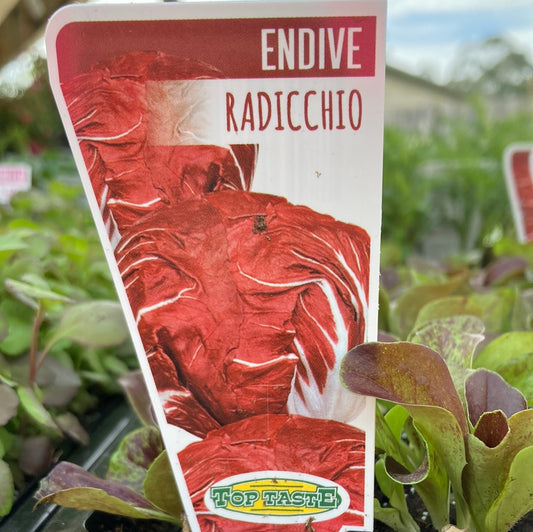 Endive Radicchio  TT