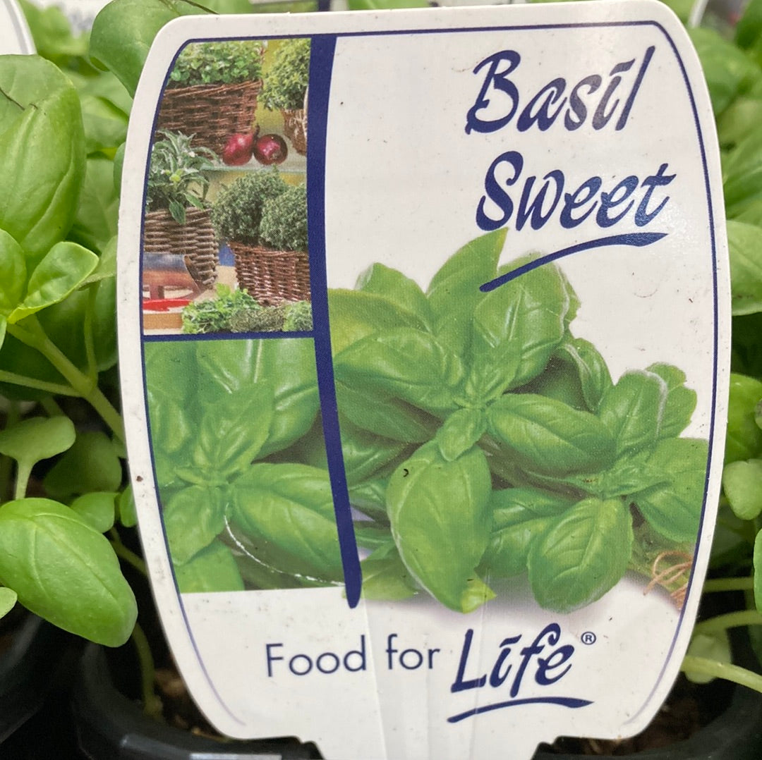 Sweet Basil Yarra View Garden Centre Mount Evelyn