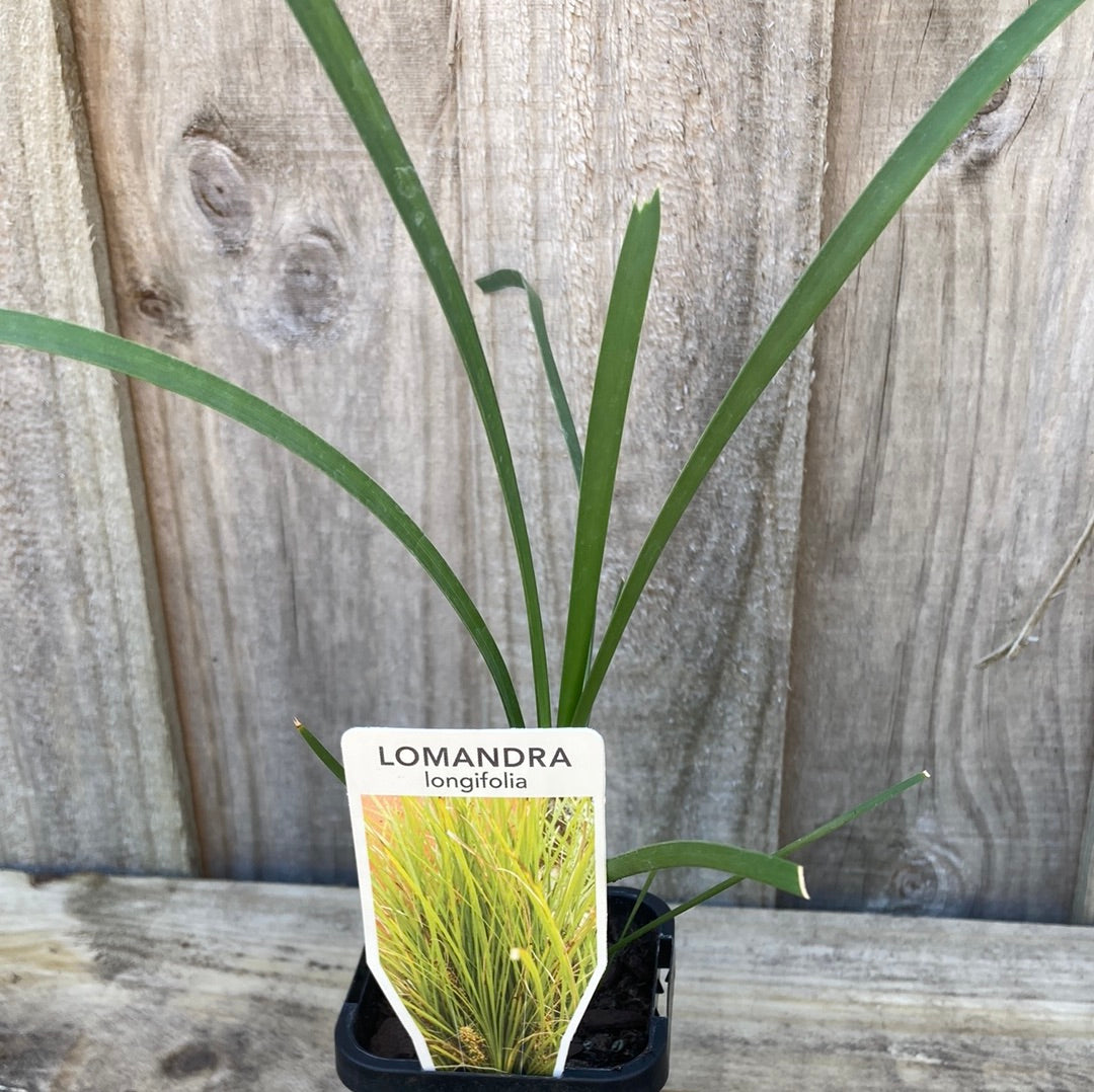 Lomandra longifolia 7cm