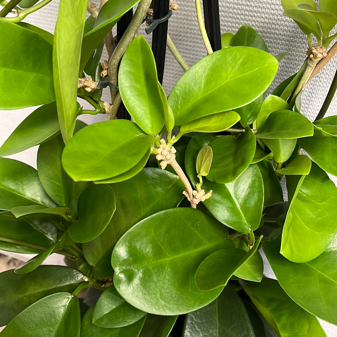 Hoya carnosa Pink 20cm