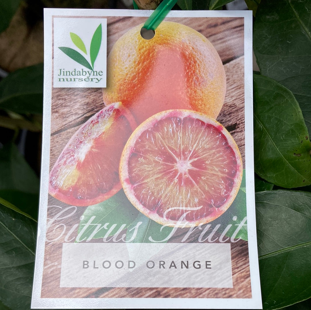 Blood Orange Yarra View Garden Centre Mount Evelyn