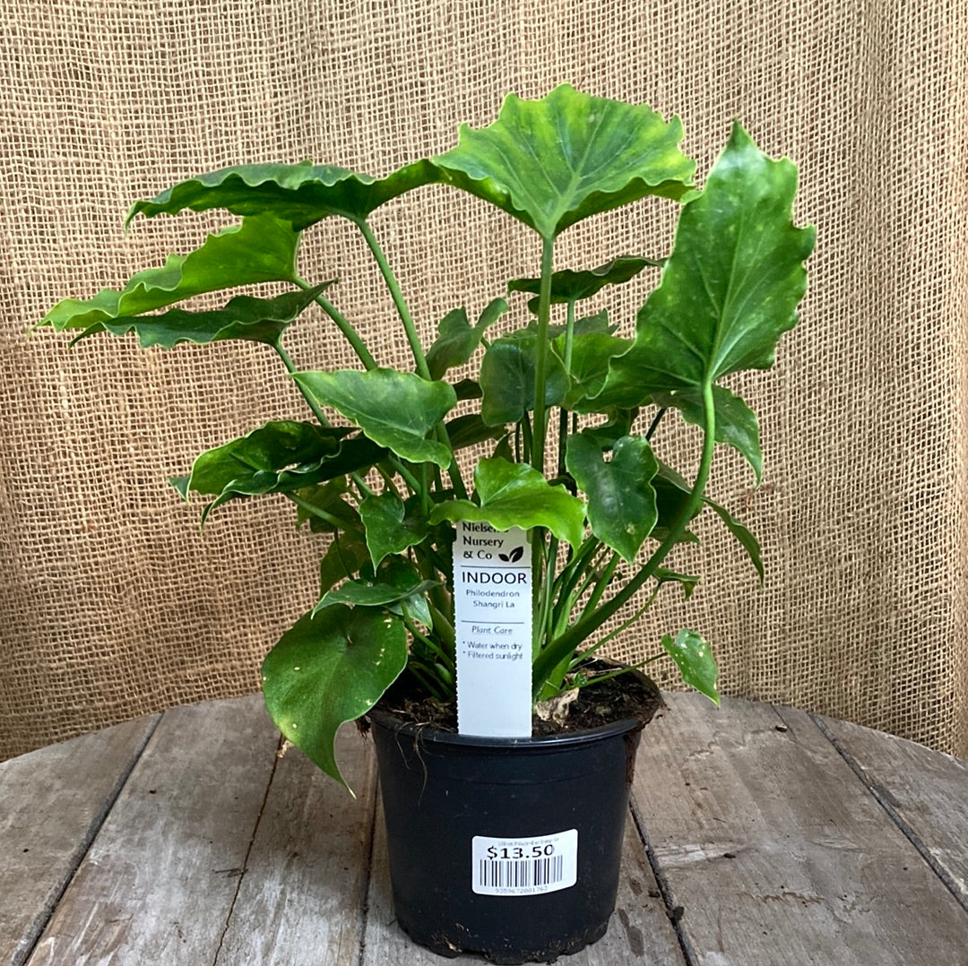 Philodendron ‘Shangri La’ 12cm