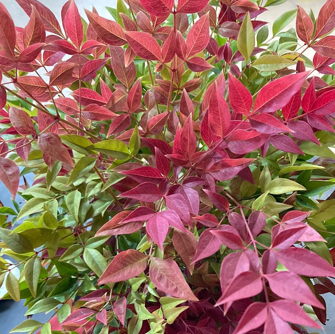 Nandina domestica ‘Obsession’ 20cm