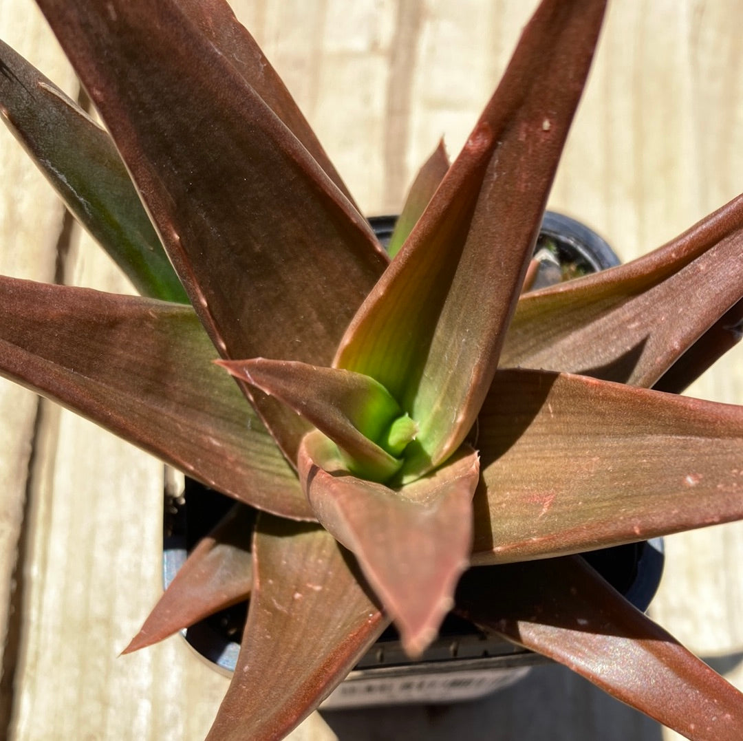 Aloe 'Black Gem' 7cm
