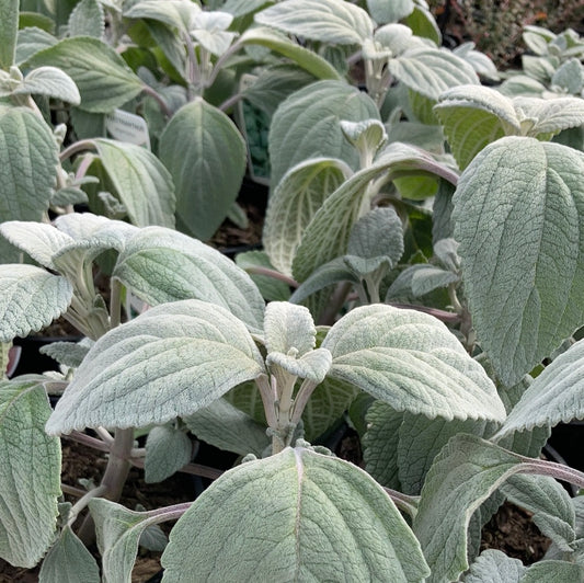 Plectranthus argentatus 14cm