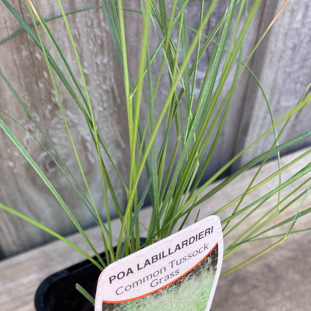 Poa labillardieri ‘common tussock grass’ 7cm