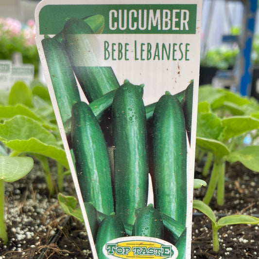Cucumber Bebe Lebanese 4 Pack
