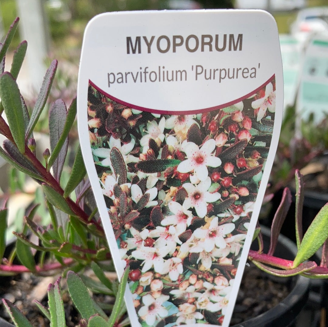 Myoporum parvifolium purpurea 14cm